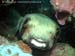 Masked porcupinefish (Diodon liturosus) at Anemone Reef