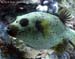 Blackspotted puffer (Arothron nigropunctatus) at Anemone Reef
