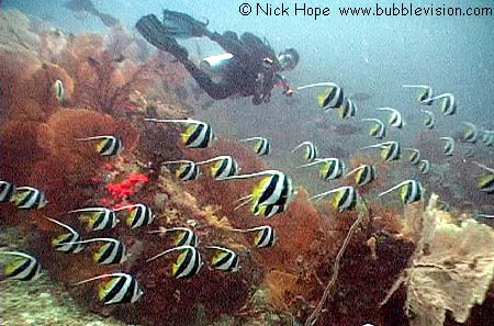 Schooling bannerfish (Heniochus diphreutes)