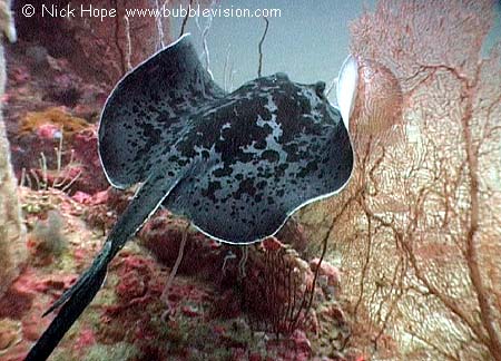 blotched fantail ray (Taeniura meyeni)