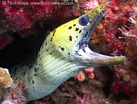 Fimbriated moray eel (Gymnothorax fimbriatus)