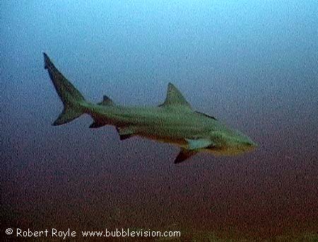 bull shark (Carcharhinus leucas)