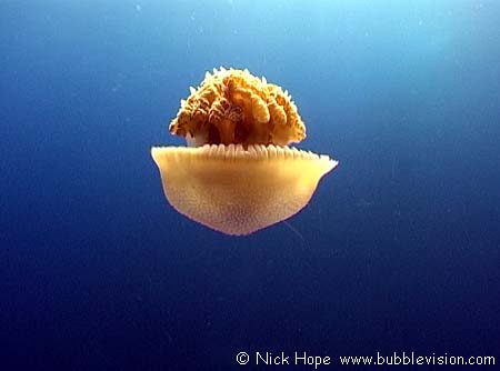 Versuriga anadyomene jellyfish