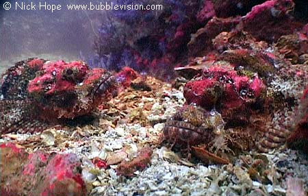 tassled scorpionfish (Scorpaenopsis oxycephala)