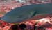 Tawny nurse shark (Nebrius ferrugineus) at the Burma Banks