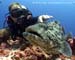 Potato grouper (Epinephelus tukula) at the Burma Banks