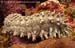 Pineapple sea cucumber (Thelenota ananas) at the Burma Banks