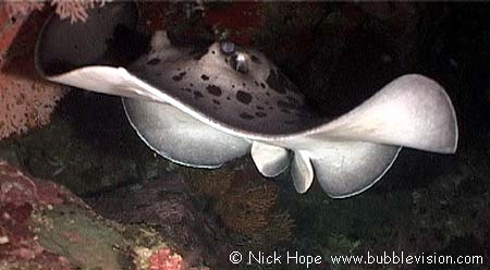 blotched fantail ray (Taeniura meyeni)