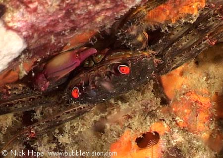 flat rock crab (Percnon planissimum)