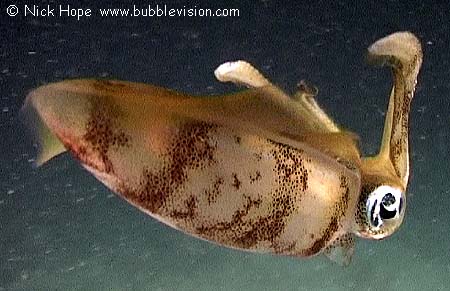 bigfin reef squid (Sepioteuthis lessoniana) at night