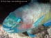 Sleeping male ember parrotfish (Scarus rubroviolaceus) in Myanmar (Burma)
