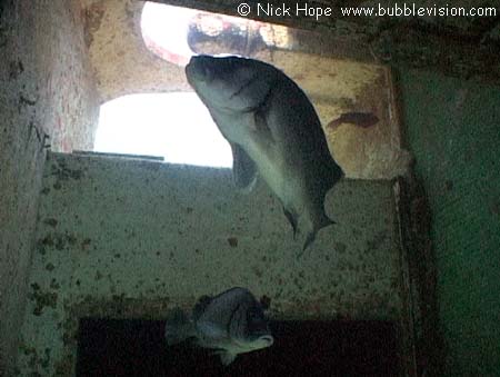 Chinese wreck Similan Islands