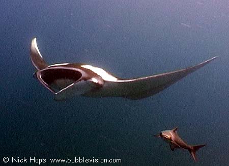 Manta ray (Manta birostris) and cobia