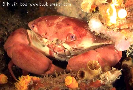 Round crab Carpilius convexus