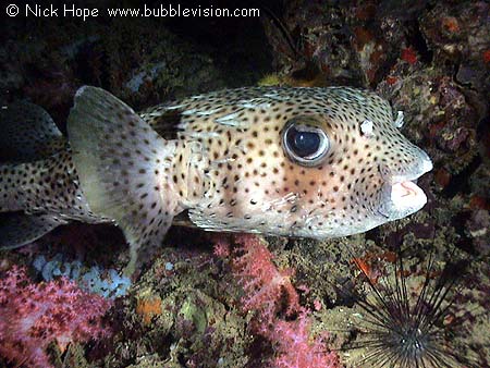 spot-fin porcupinefish Diodon hystrix