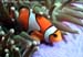 Clownfish (Amphiprion ocellaris)