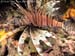 Red lionfish (Pterois volitans)
