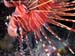 Spotfin lionfish (Pterois antennata)