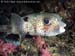 Spot-fin porcupinefish (Diodon hystrix)