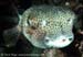 Spot-fin porcupinefish (Diodon hystrix)