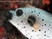 Blackspotted puffer (Arothron nigropunctatus)