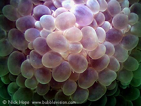 Bubble coral (Plerogyra sinuosa)