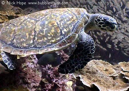 Pacific hawksbill turtle (Eretmochelys imbricata bissa)