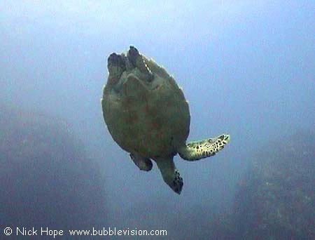 Pacific hawksbill turtle (Eretmochelys imbricata bissa)