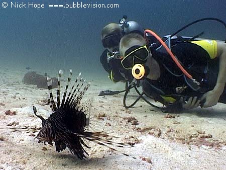 juvenile red lionfish (Pterois volitans) and scuba divers