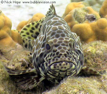 Longfin grouper (Epinephelus quoyanus)