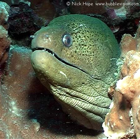 Giant moray eel (Gymnothorax javanicus)
