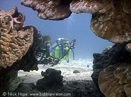 Underwater photographers and lobe coral (Porites lobata) at Racha Yai