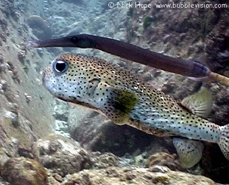Trumpetfish (Aulostomus chinensis) spot-fin porcupinefish (Diodon hystrix)