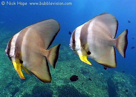 Longfin batfish (Platax teira)