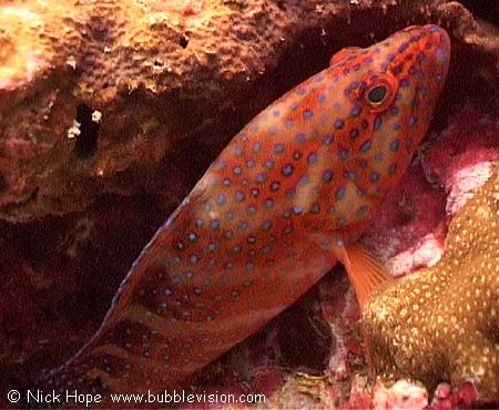 Coral grouper (Cephalopholis miniata)