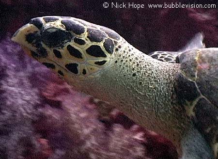 Pacific hawksbill turtle (Eretmochelys imbricata bissa)