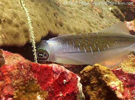 bigfin reef squid (Sepioteuthis lessoniana) placing eggs