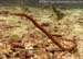 Longnosed pipefish (Trachyrhamphus longirostris) at Shark Cave