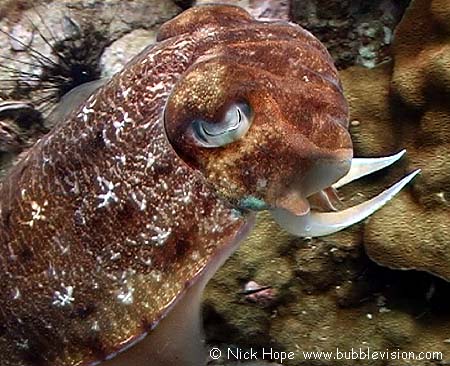 Pharaoh cuttlefish (Sepia pharaonis)