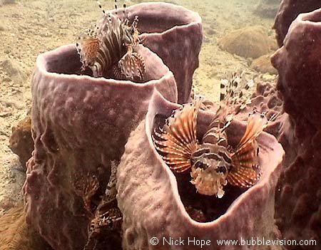 Zebra lionfish (Dendrochirus zebra) on barrel sponge (Xestospongia testudinaria)