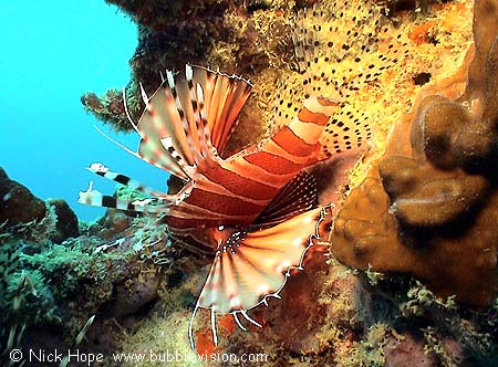 Zebra lionfish (Dendrochirus zebra)
