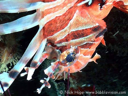 Zebra lionfish (Dendrochirus zebra)