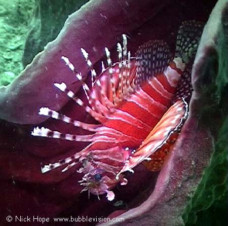 Zebra lionfish (Dendrochirus zebra) in barrel sponge (Xestospongia testudinaria)