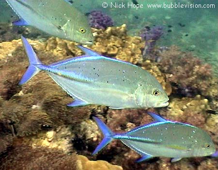 Bluefin trevally (Caranx melampygus)